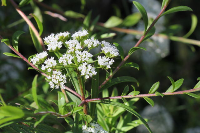 Platysace lanceolata