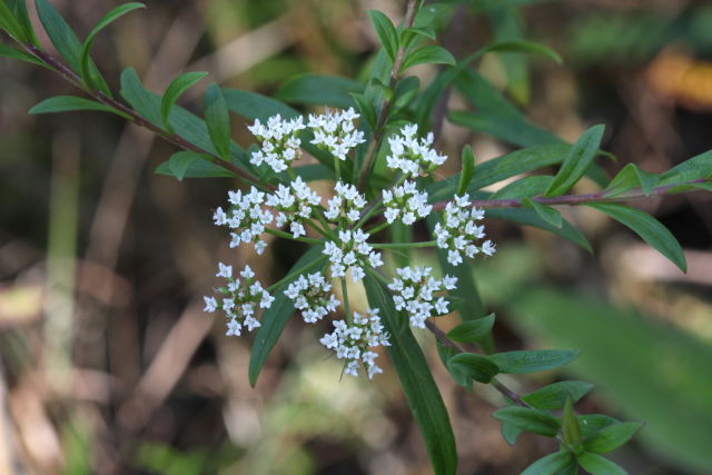 Platysace lanceolata