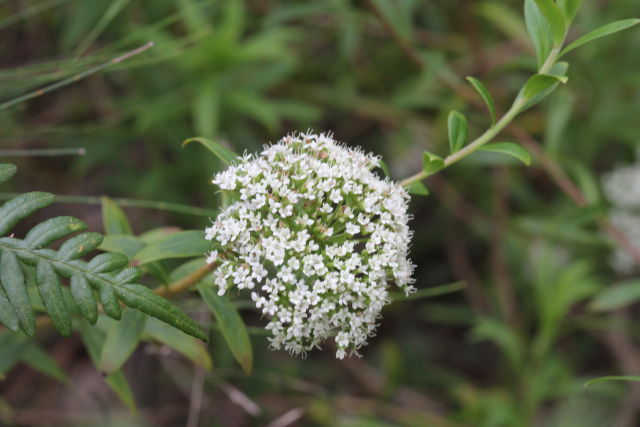 Platysace lanceolata