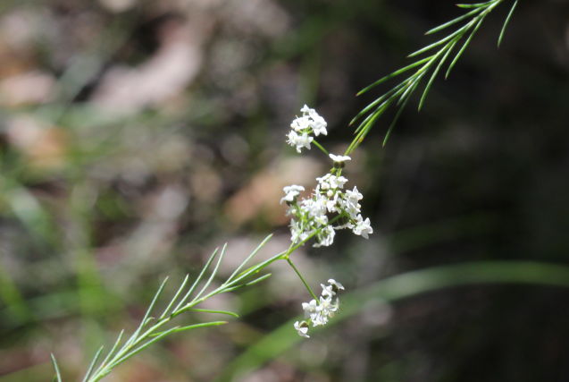 Platysace linearifolia