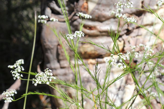 Platysace linearifolia