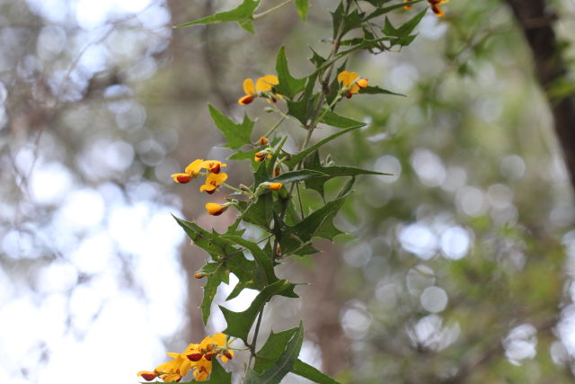 Podolobium ilicifolium