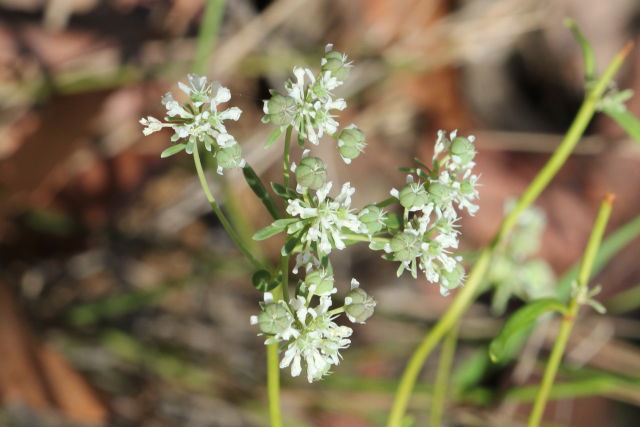 Poranthera corymbosa