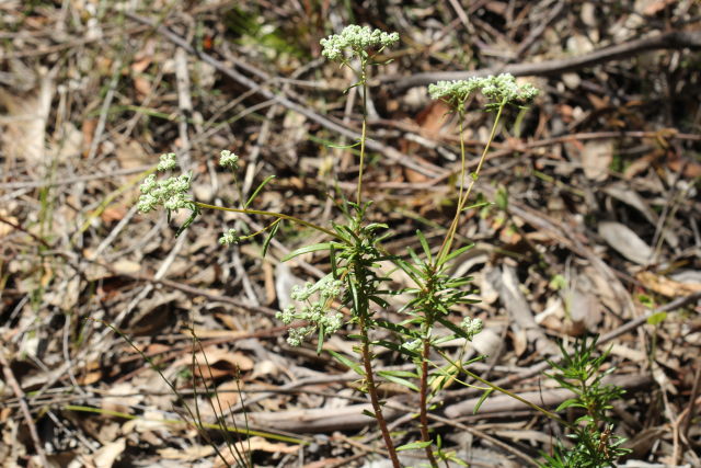 Poranthera corymbosa