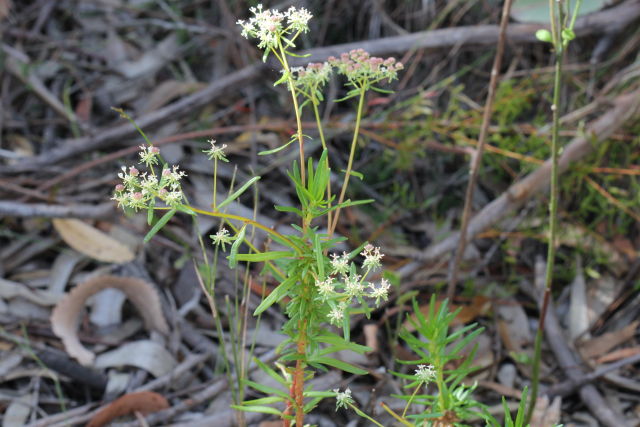Poranthera corymbosa