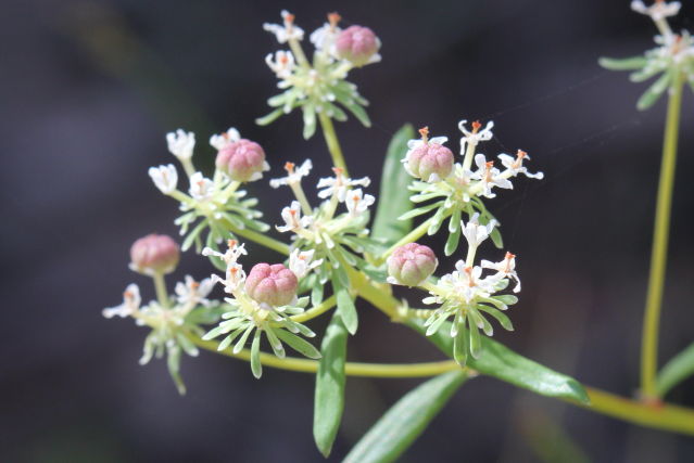 Poranthera corymbosa