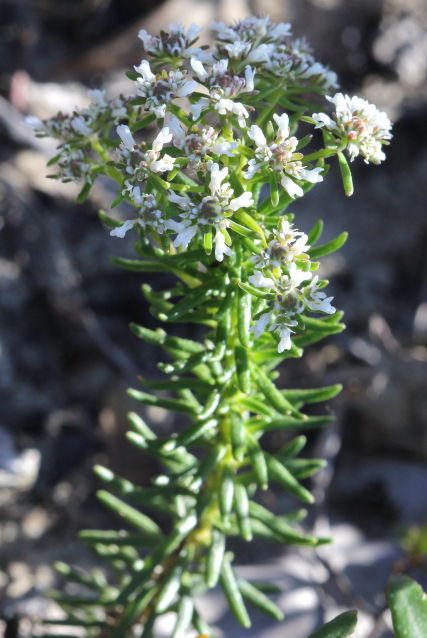 Poranthera ericifolia