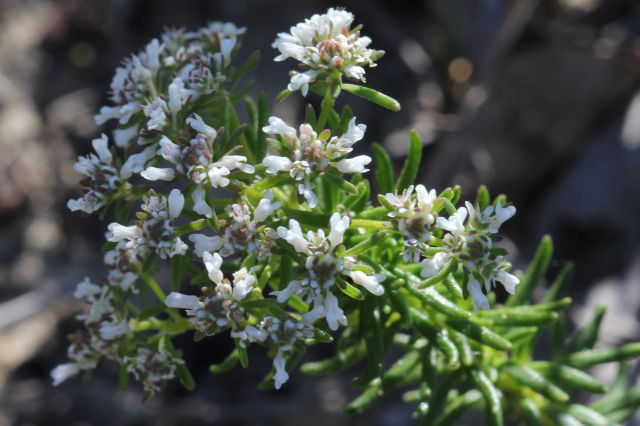 Poranthera ericifolia