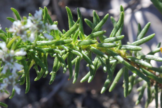 Poranthera ericifolia