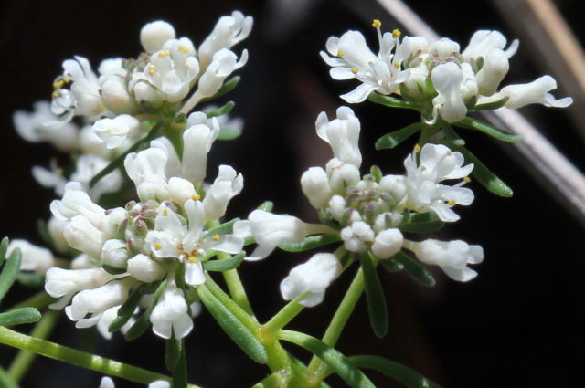 Poranthera ericifolia