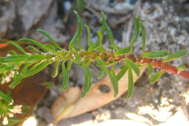 Poranthera ericifolia