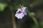 Prostanthera denticulata