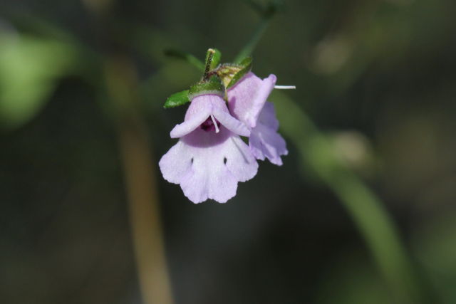 Prostanthera denticulata