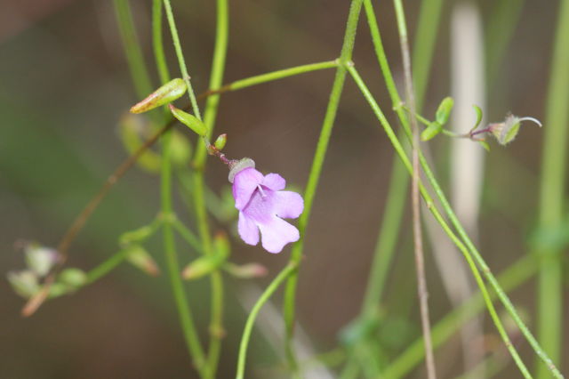 Prostanthera denticulata