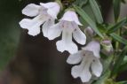 Prostanthera linearis