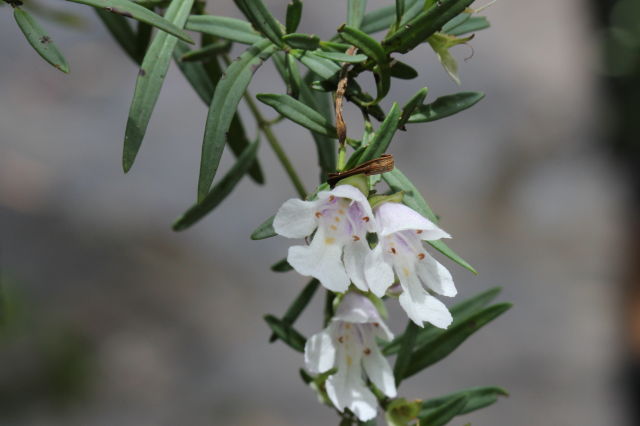 Prostanthera linearis