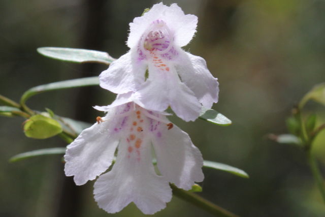Prostanthera linearis