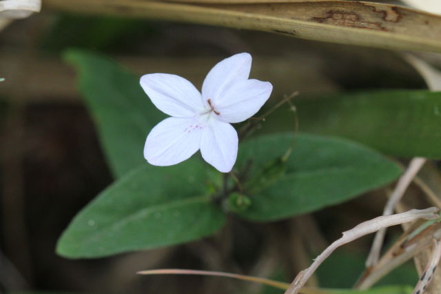 Pseuderanthemum variabile