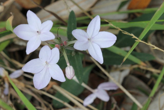 Pseuderanthemum variabile