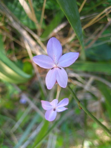Pseuderanthemum variabile