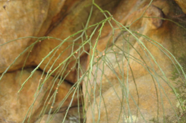Psilotum nudum