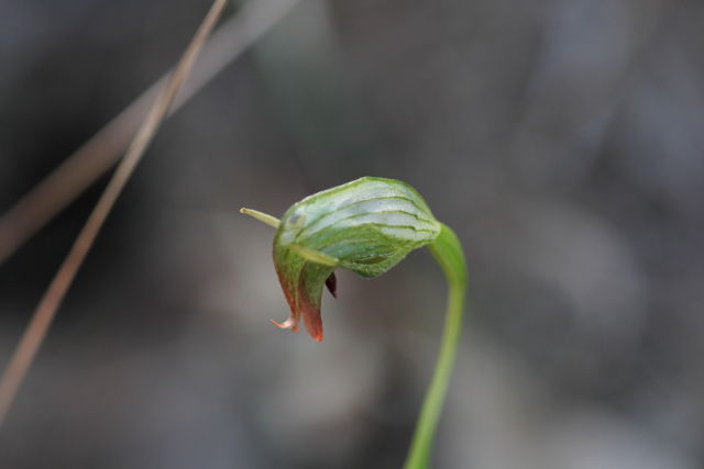 Pterostylis nutans