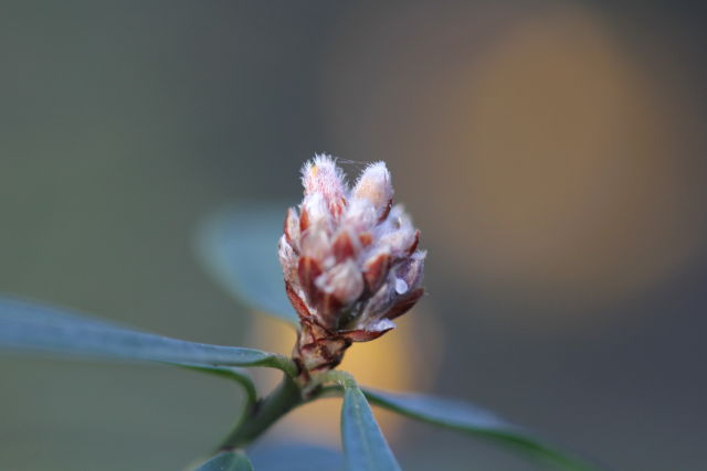 Pultenaea daphnoides