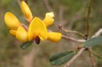 Pultenaea daphnoides