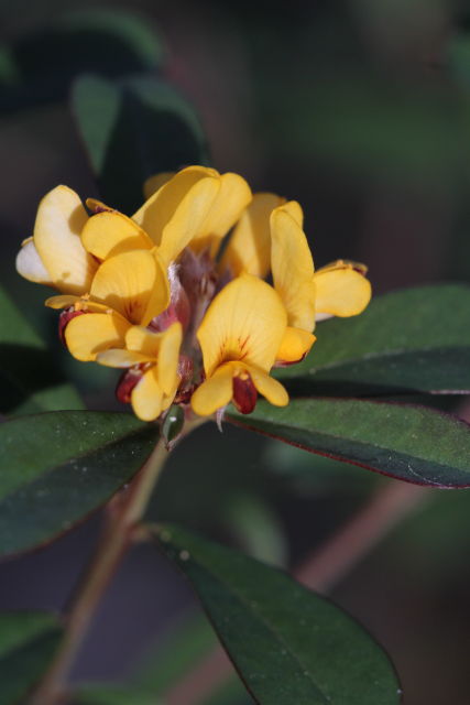 Pultenaea daphnoides
