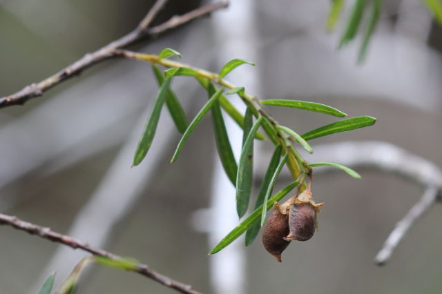 Pultenaea flexilis