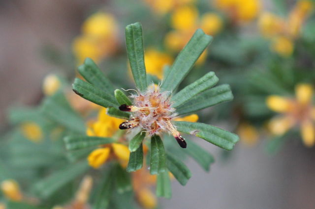 Pultenaea linophylla