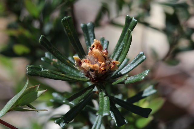 Pultenaea linophylla