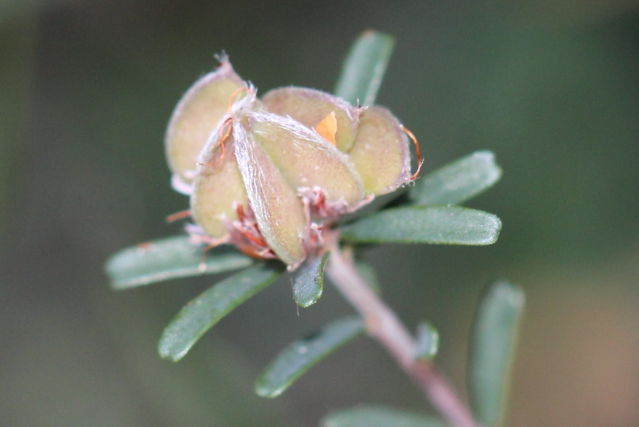 Pultenaea retusa