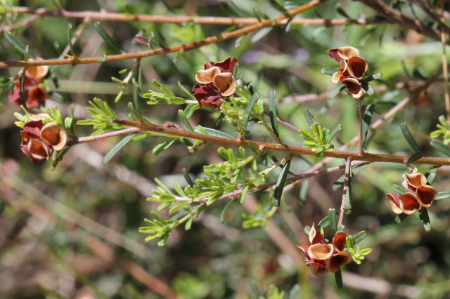 Pultenaea retusa