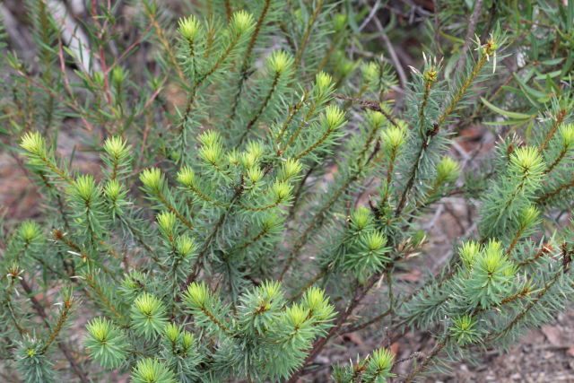 Pultenaea stipularis