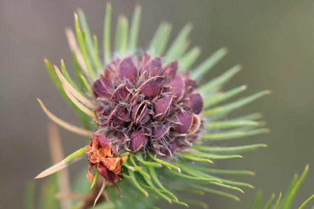 Pultenaea stipularis