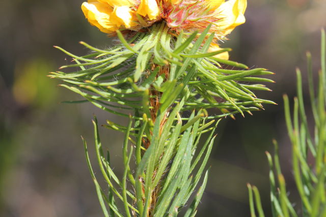 Pultenaea stipularis