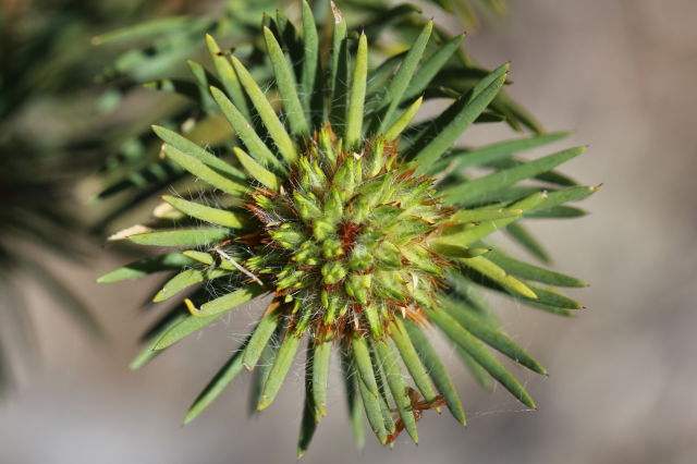Pultenaea stipularis