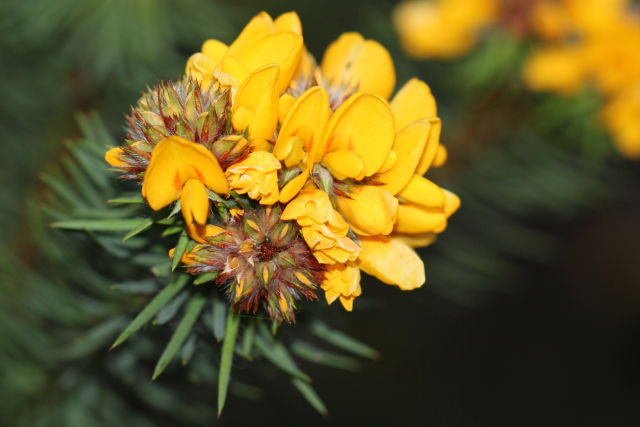 Pultenaea stipularis