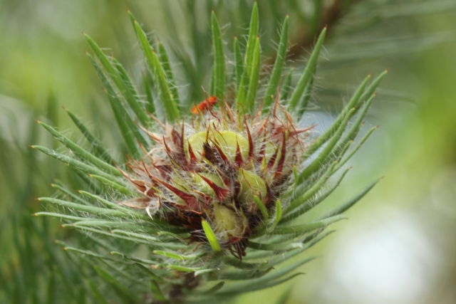 Pultenaea stipularis