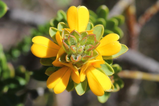Pultenaea tuberculata