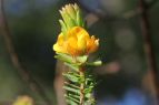 Pultenaea tuberculata