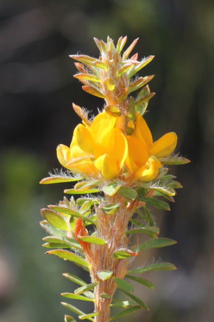 Pultenaea tuberculata