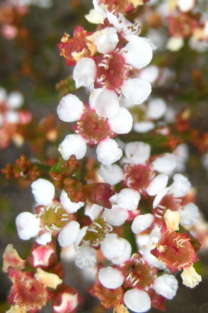 Baeckea brevifolia