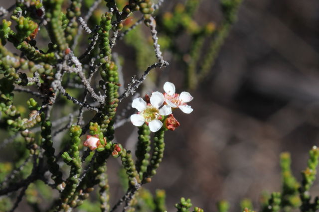 Baeckea brevifolia