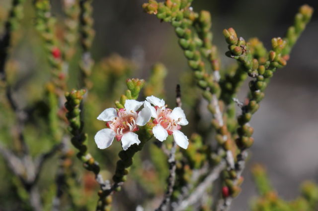 Baeckea brevifolia