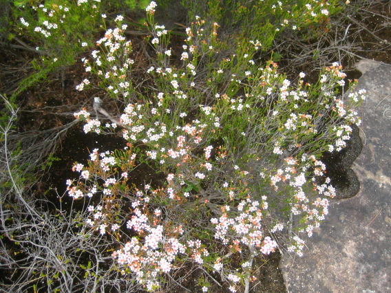 Baeckea brevifolia