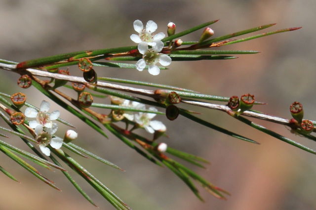 Baeckea linifolia