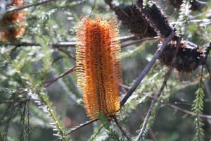 Banksia ericifolia