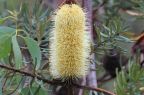 Banksia marginata